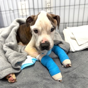 Team Page: The Rescue Roundtable